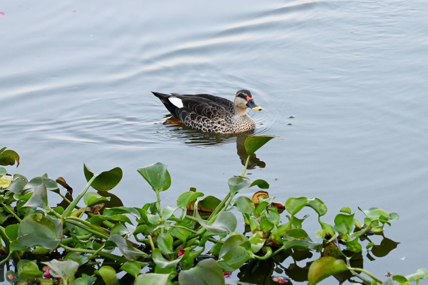 Salim Ali Lake, Aurangabad